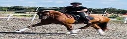 Dressyr hästar till salu: Super bra dressage Horse i Solrød Strand - Annons 1
