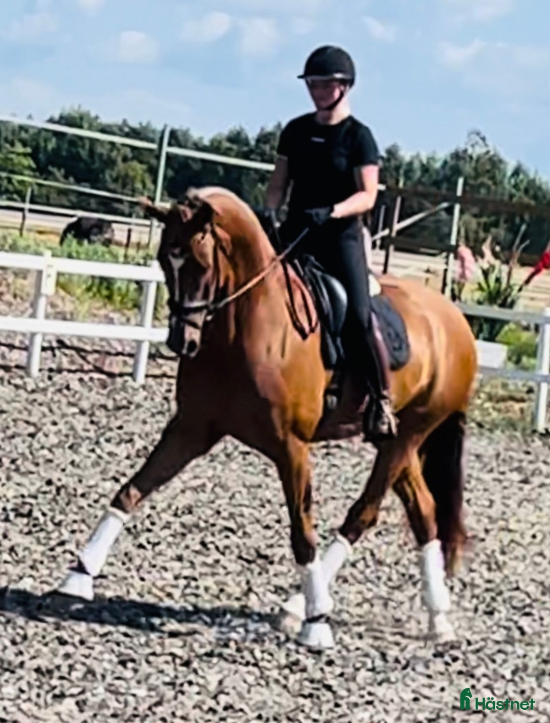 Dressyr hästar till salu: Super bra dressage Horse i Solrød Strand - Annons 1