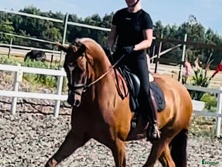 Dressyr hästar till salu: Super bra dressage Horse i Solrød Strand - Annons 1
