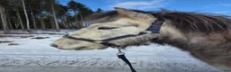 Island hästar till salu: Valack 2019 - Annons 5