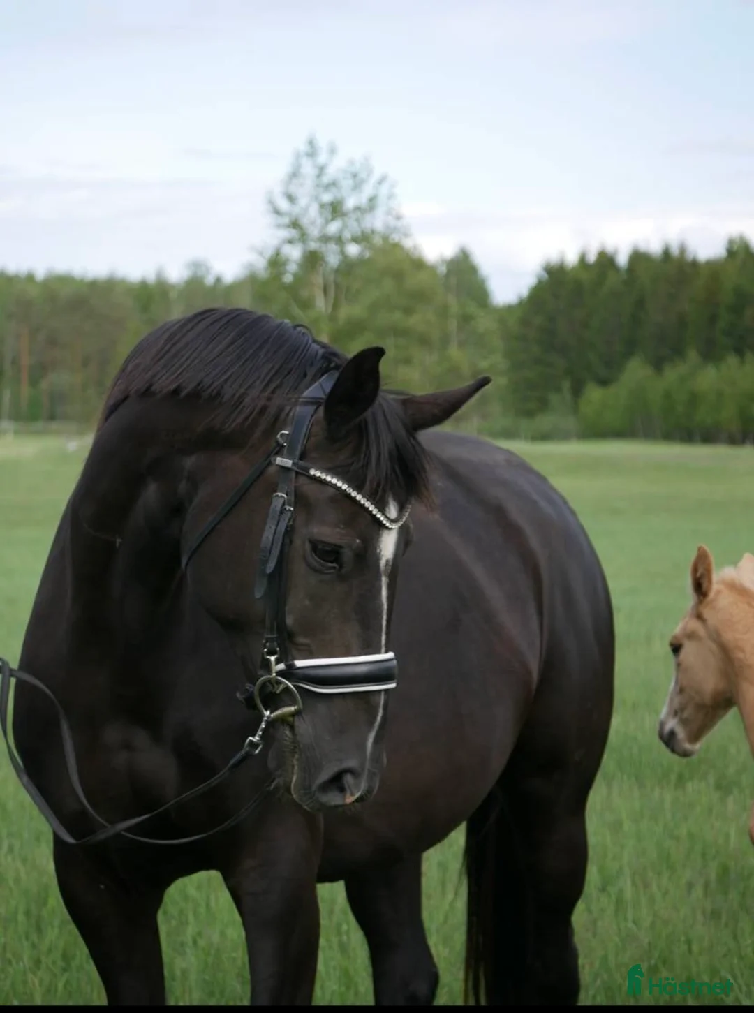 Avelshästar hästar till salu: Högklassigt avelssto - Annons 2