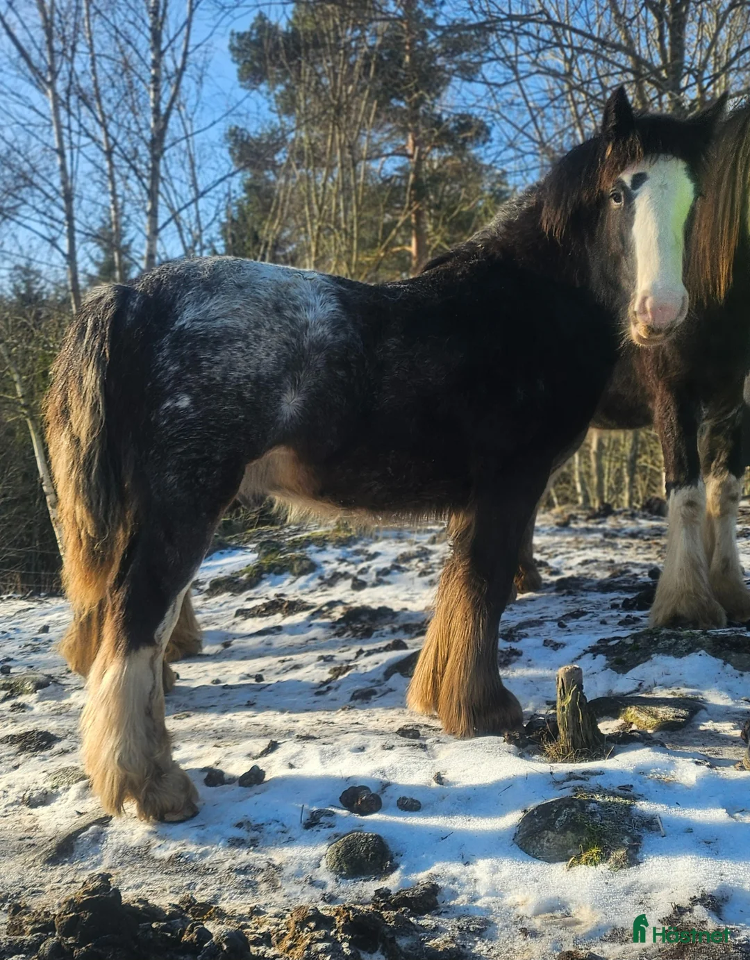 Allround hästar till salu: Sociala valacker - Annons 4