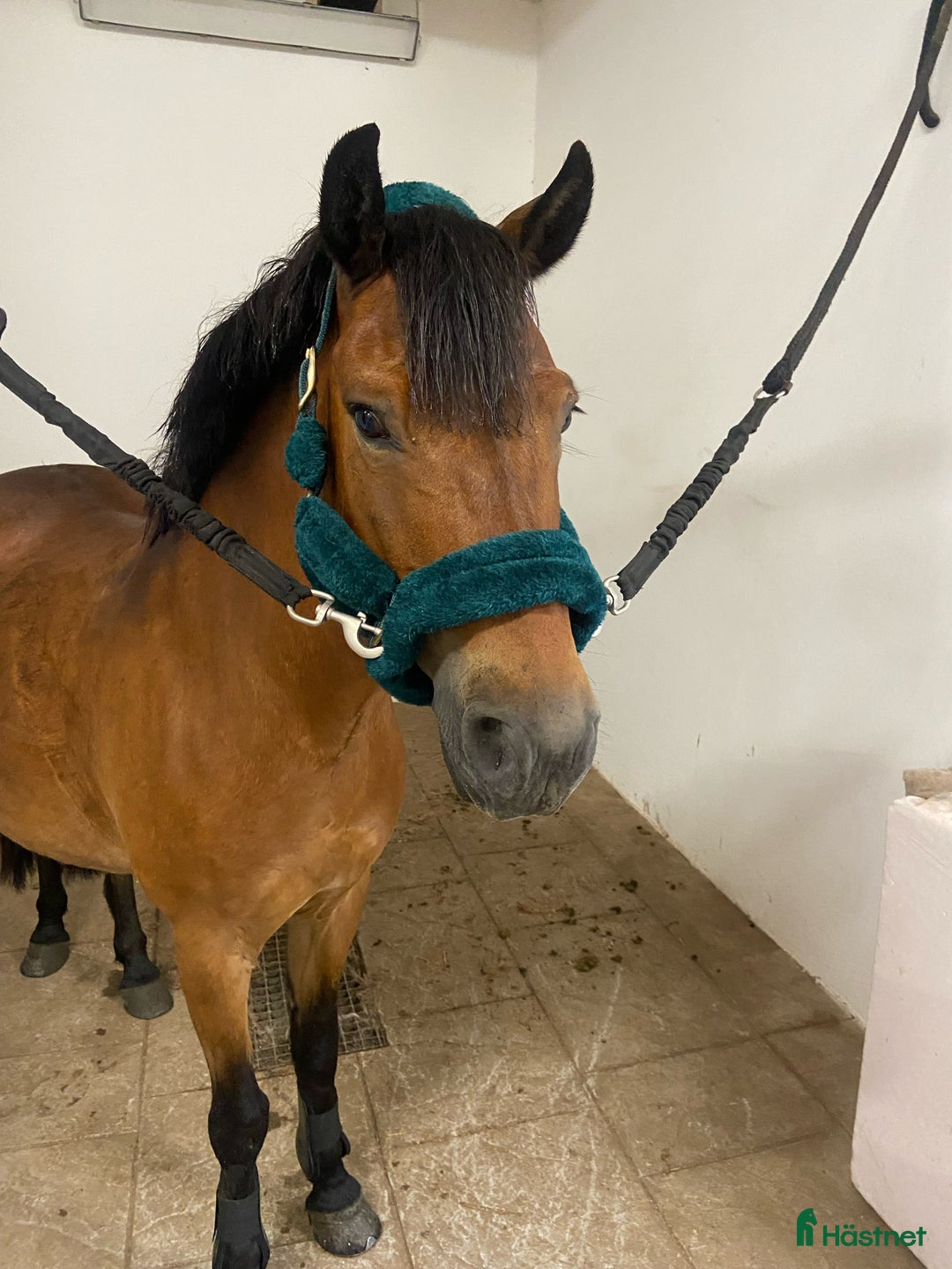 Allround hästar till salu: Skogsmulle  i Alingsås - Annons 2