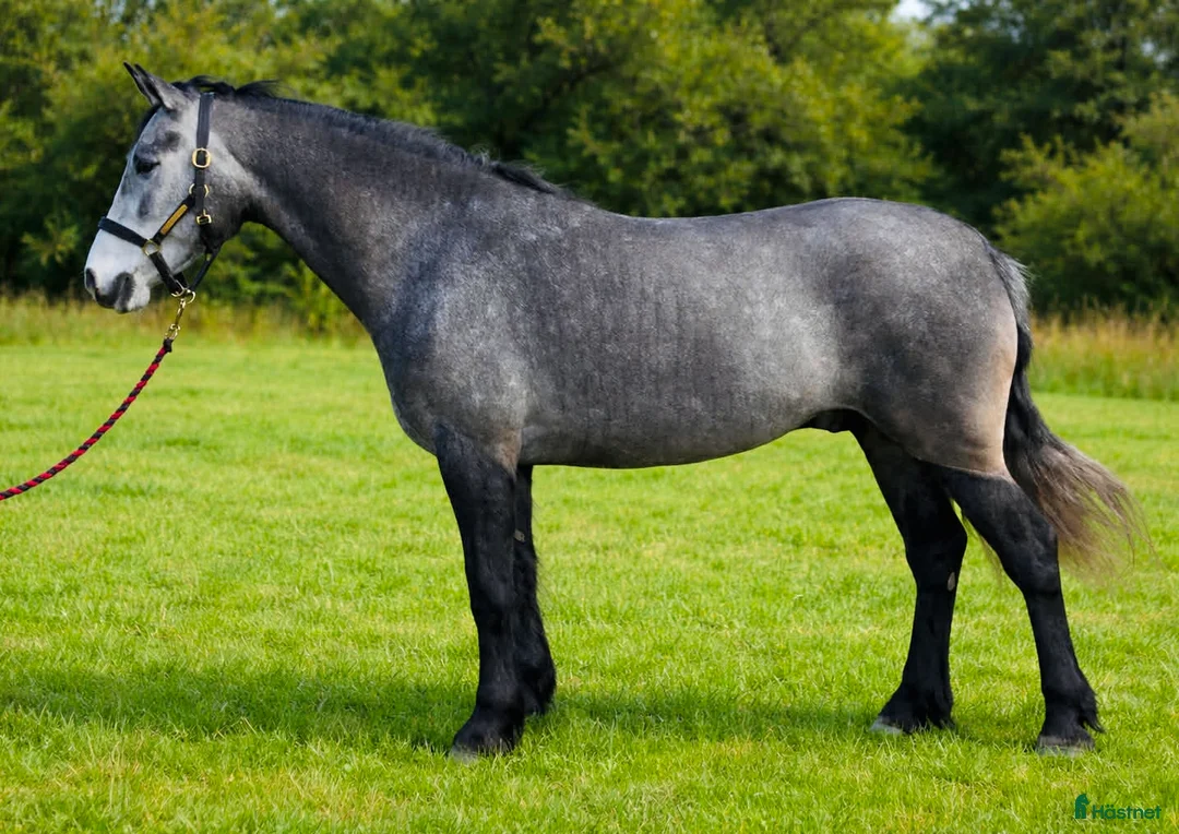 Allround hästar till salu: Vackert och tryggt 1:a klass connemarasto! 💜 - Annons 1