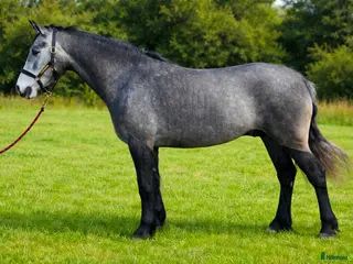 Allround hästar till salu: Vackert och tryggt connemarasto! *reserverad*💜 - Annons 2
