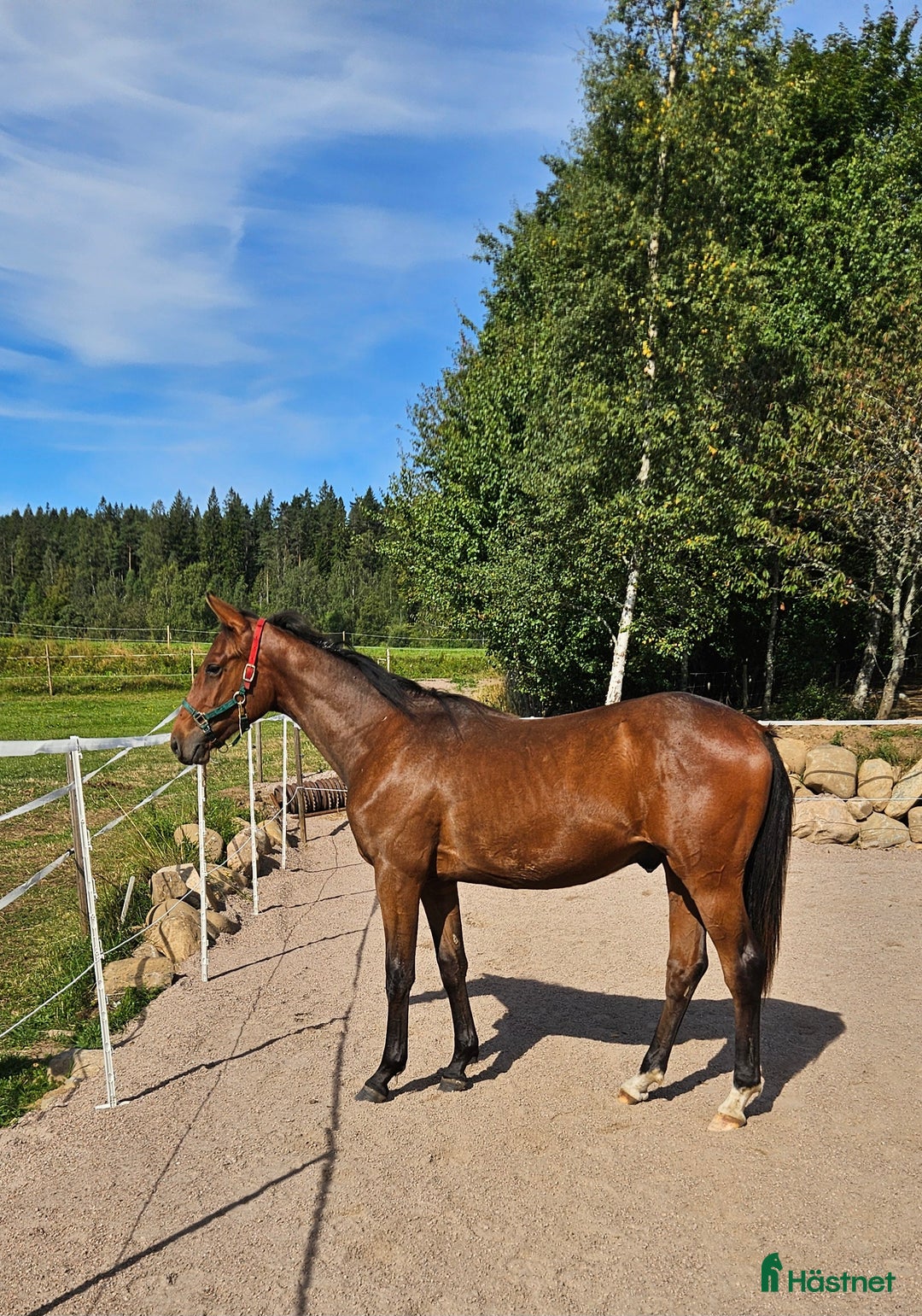 Fälttävlan hästar till salu: Åring med prestationsstark stamtavla i Bottnaryd - Annons 10