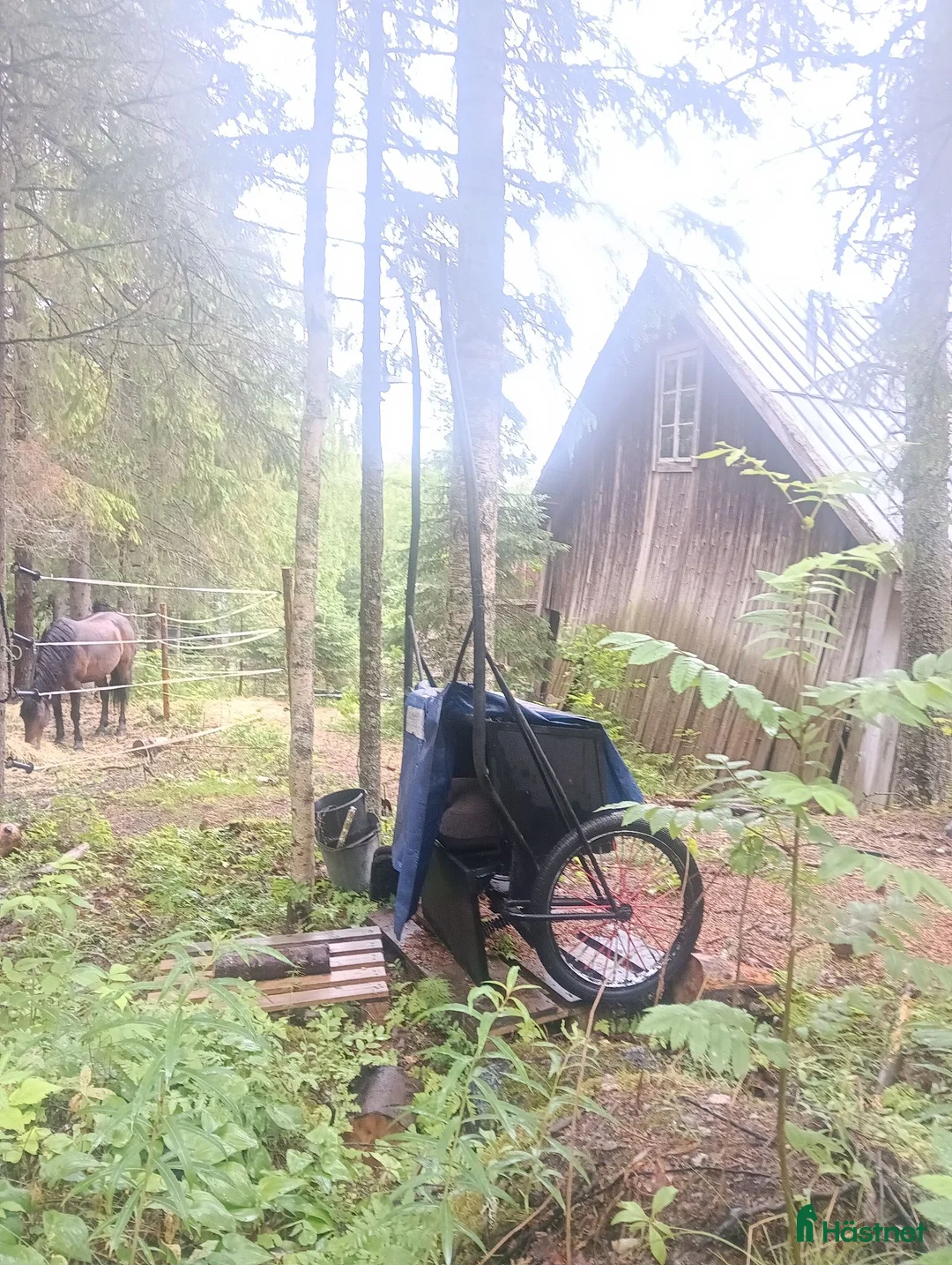 Körvagnar körning till salu: Rockard b-ponny i Trehörningsjö - Annons 1