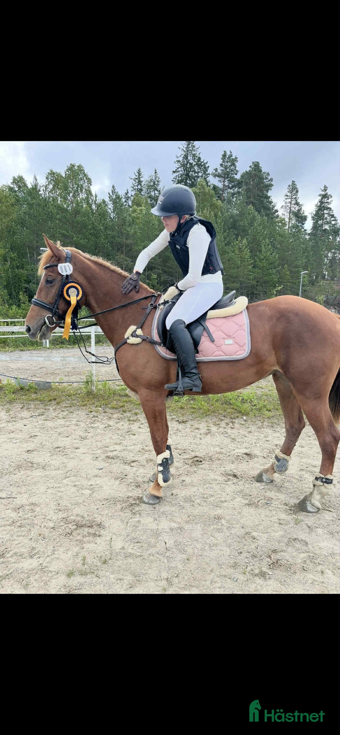 Allround hästar till salu: Maxad D-ponny till valfri disciplin. i Njurunda - Annons 1