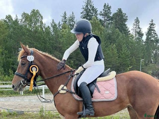 hästar Maxad D-ponny till valfri disciplin. i Njurunda - Annons 9