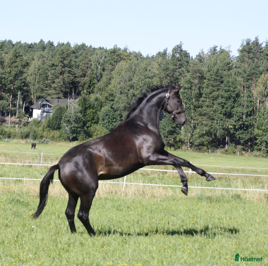 Dressyr hästar till salu: Stjärnskott efter BH Hotline! i Säffle - Annons 7