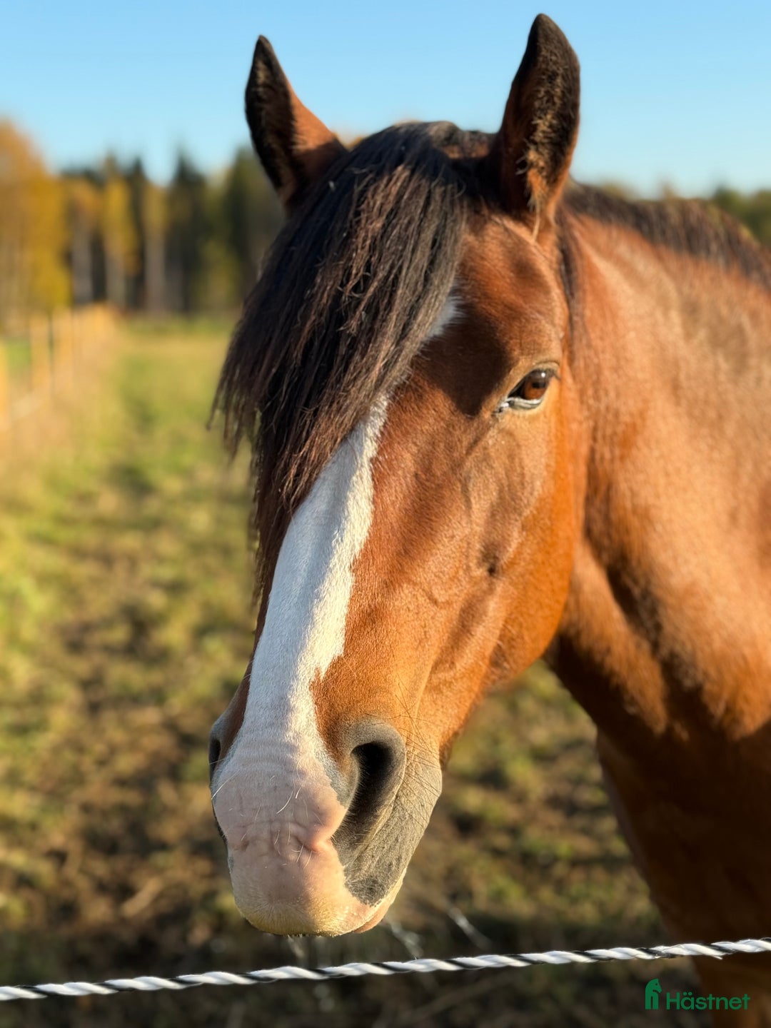Sällskap hästar till salu: Kallblodstravare för sällskap/avel i Växjö - Annons 4
