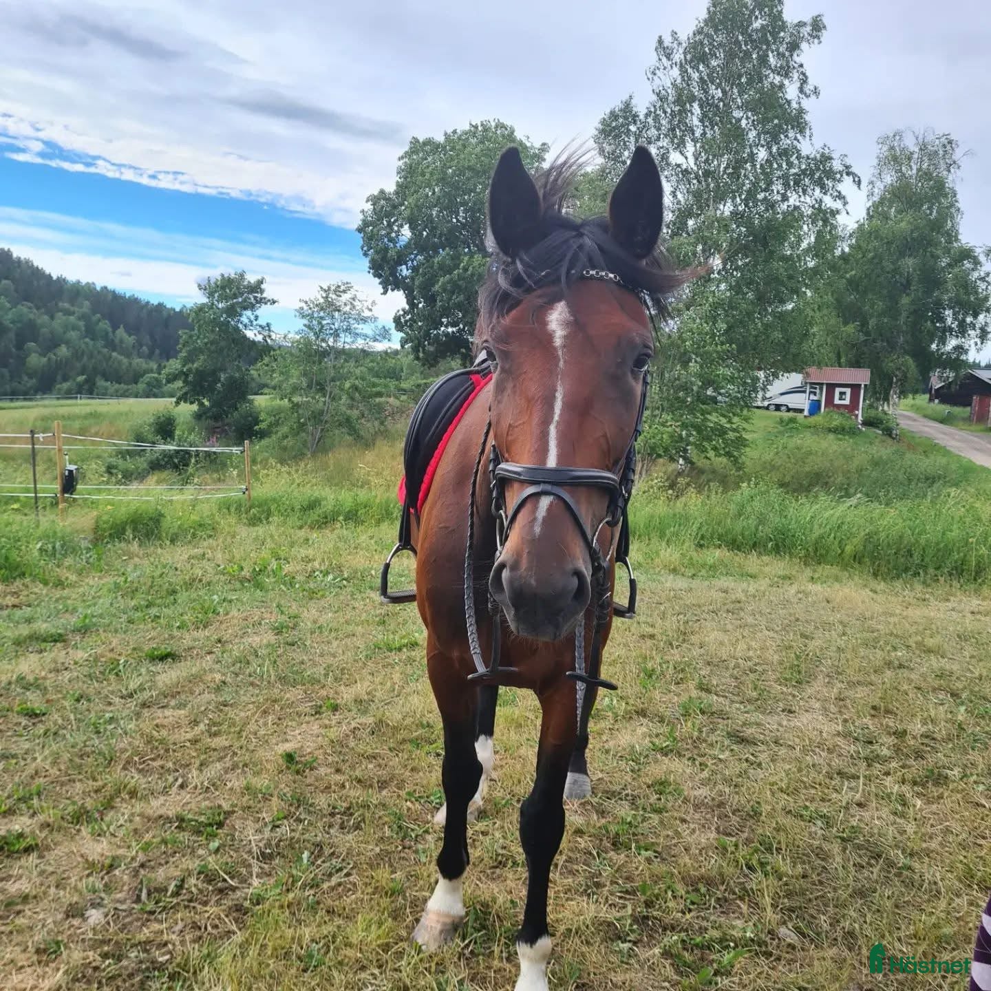  hästar Fin ridtravare - Annons 18