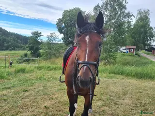 hästar Fin ridtravare - Annons 18