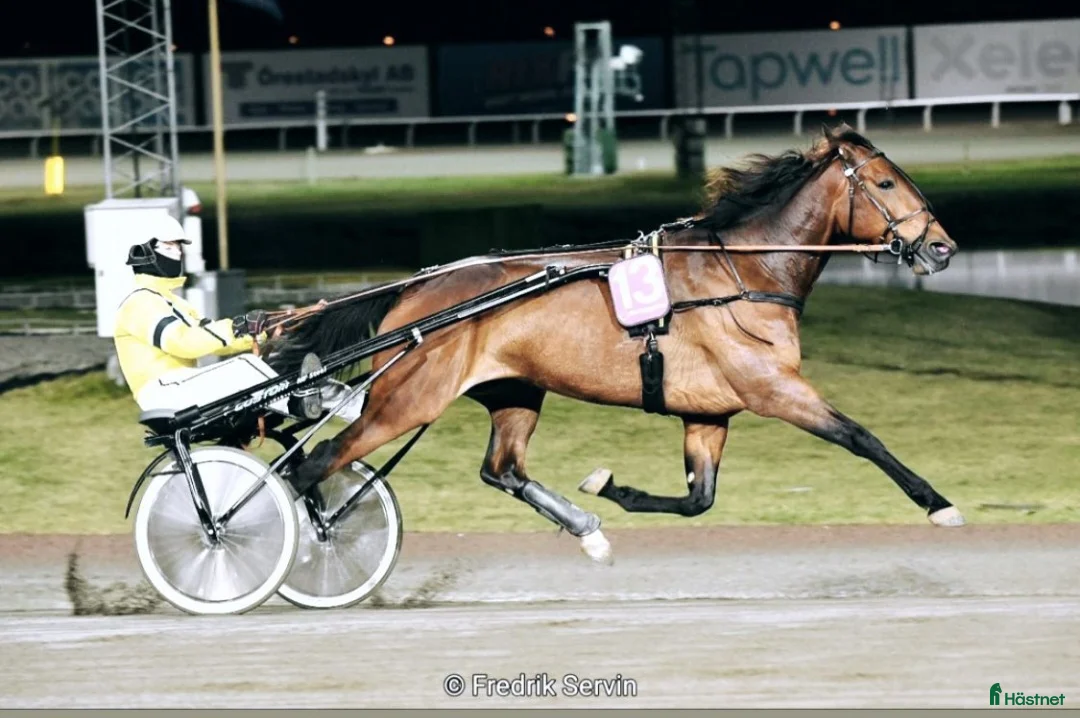 Sällskap hästar till salu: Intressekoll! Leasing/fodervärd - Annons 6