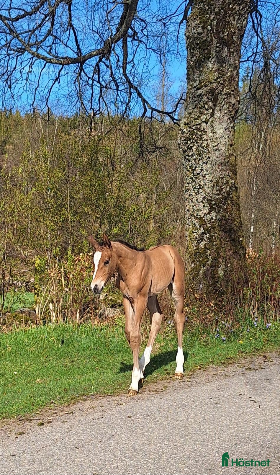 Hoppning hästar till salu: Vackert stoföl med starkt möderne - Annons 2