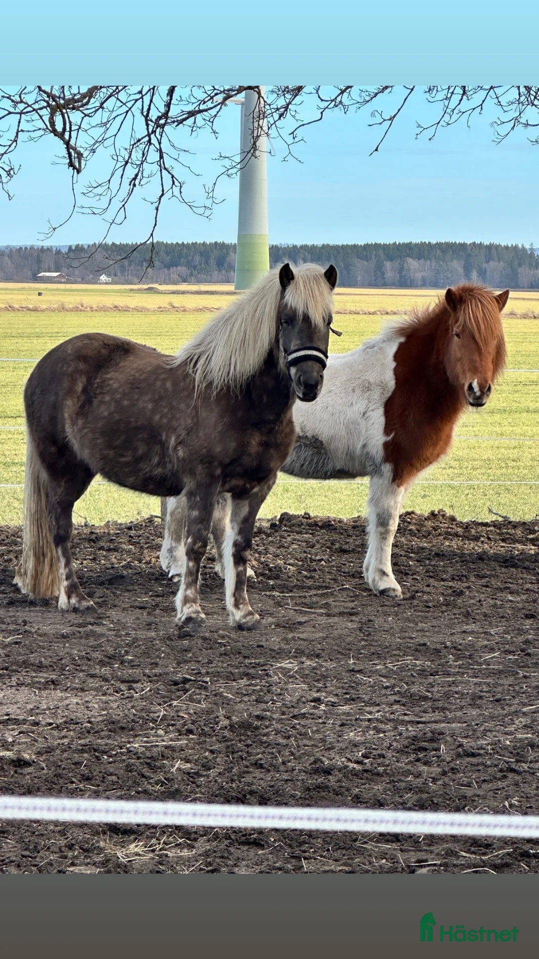 Island hästar till salu: Islandshästar 21år och 5 år  - Annons 1
