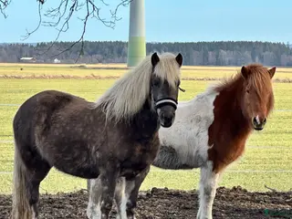 hästar Islandshästar 21år och 5 år - Annons 10