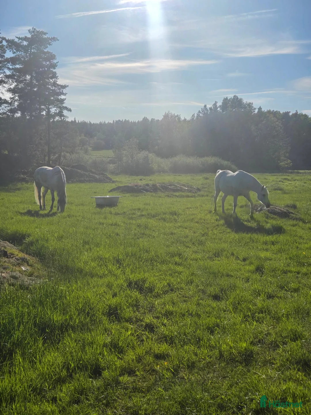 Allround hästar sökes: Sökes sällskapshäst  - Annons 1