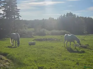 hästar Trygg och snäll valack/läromästare sökes ❤️ - Annons 4