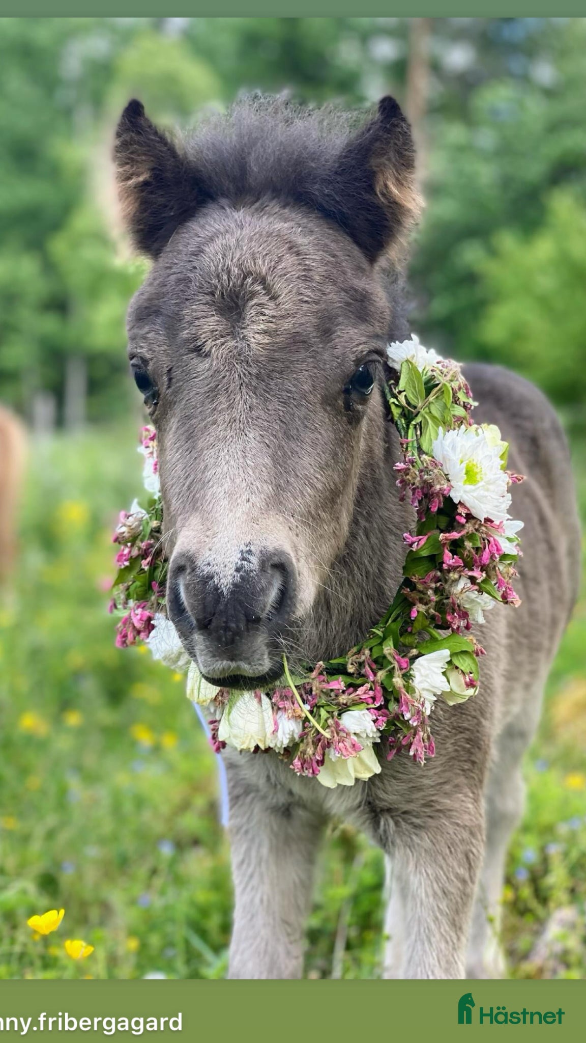  hästar Paddington är nu till salu  - Annons 7