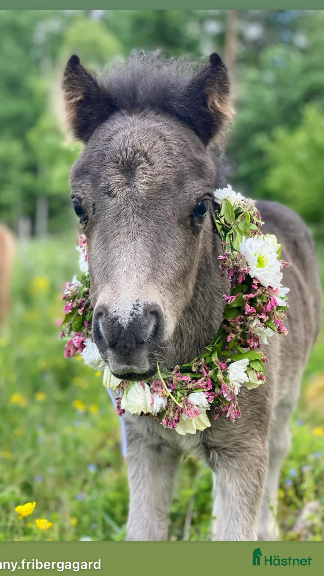 Övrigt hästar till salu: Paddington är nu till salu  - Annons 1