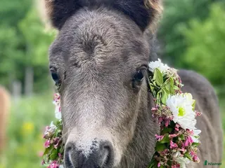 hästar Paddington är nu till salu - Annons 7