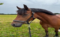 Sällskap hästar till salu: Underbar Welsh Cob i Uppsala - Bild 1