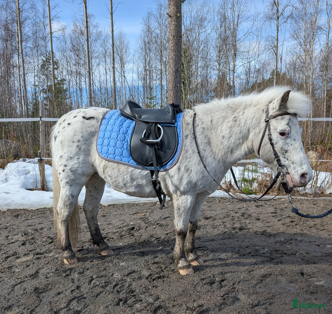 Sällskap hästar till salu: Snäll ponny söker nytt hem - Annons 3