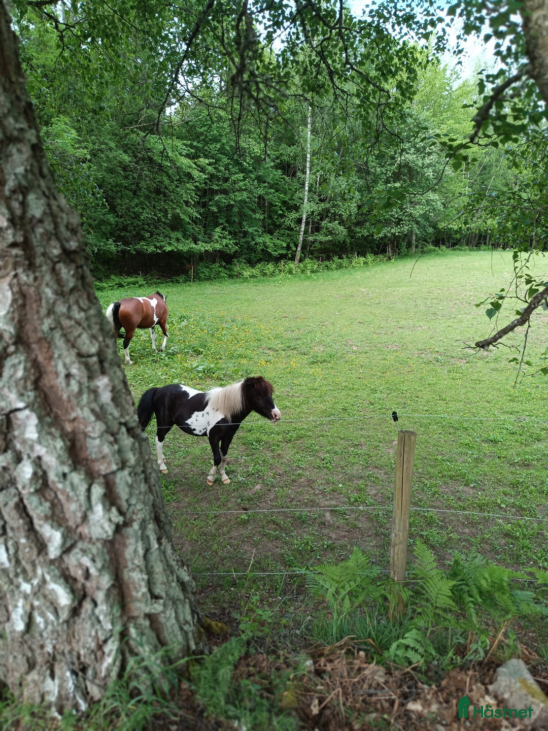 stallplats finnes: 2st stallplatser, ca 5km från Nybro centrum i Nybro - Annons 8