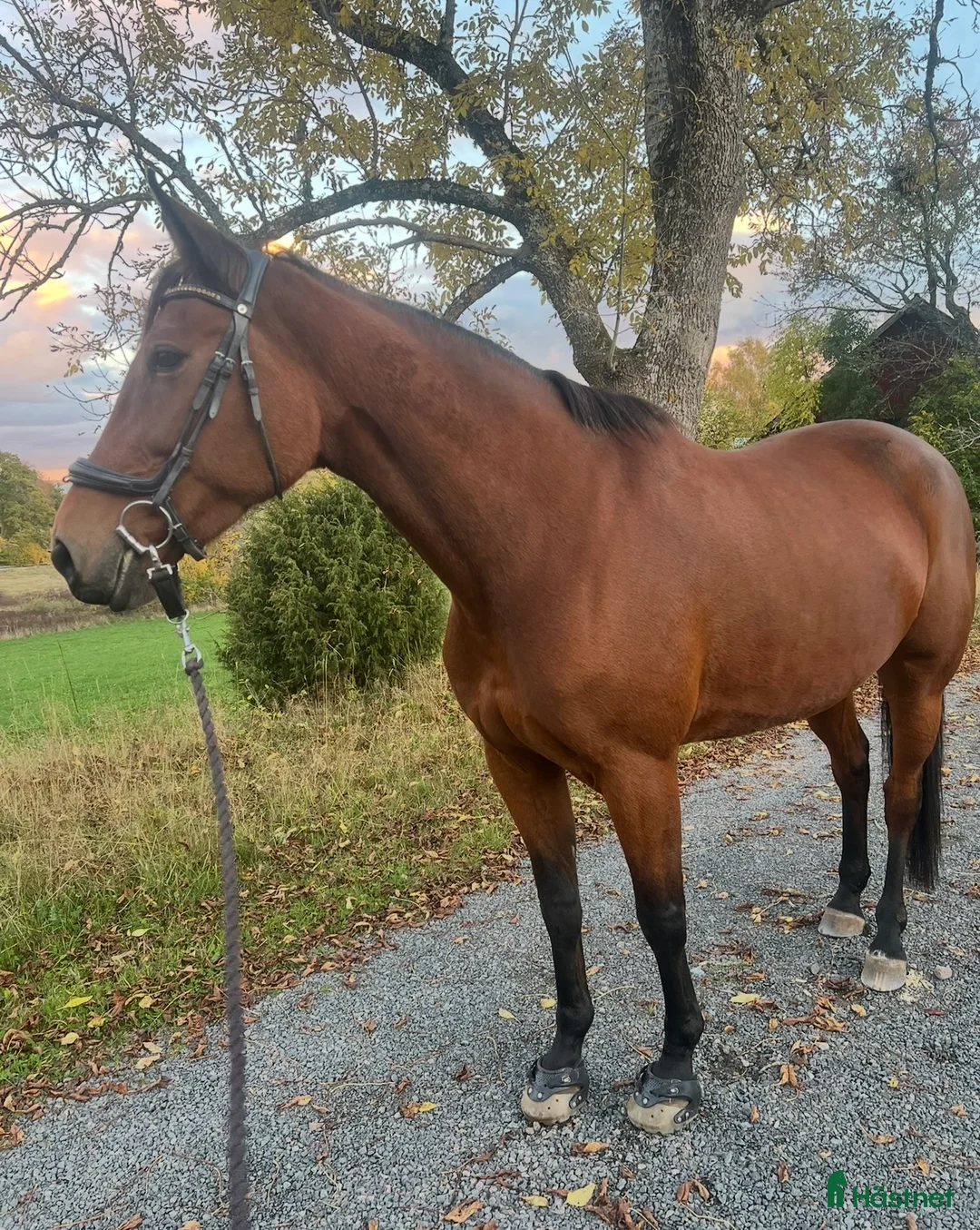 Övrigt hästar till salu:  Fint varmblod söker nytt hem  - Annons 1