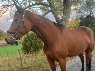 hästar Fint varmblod söker nytt hem - Annons 7