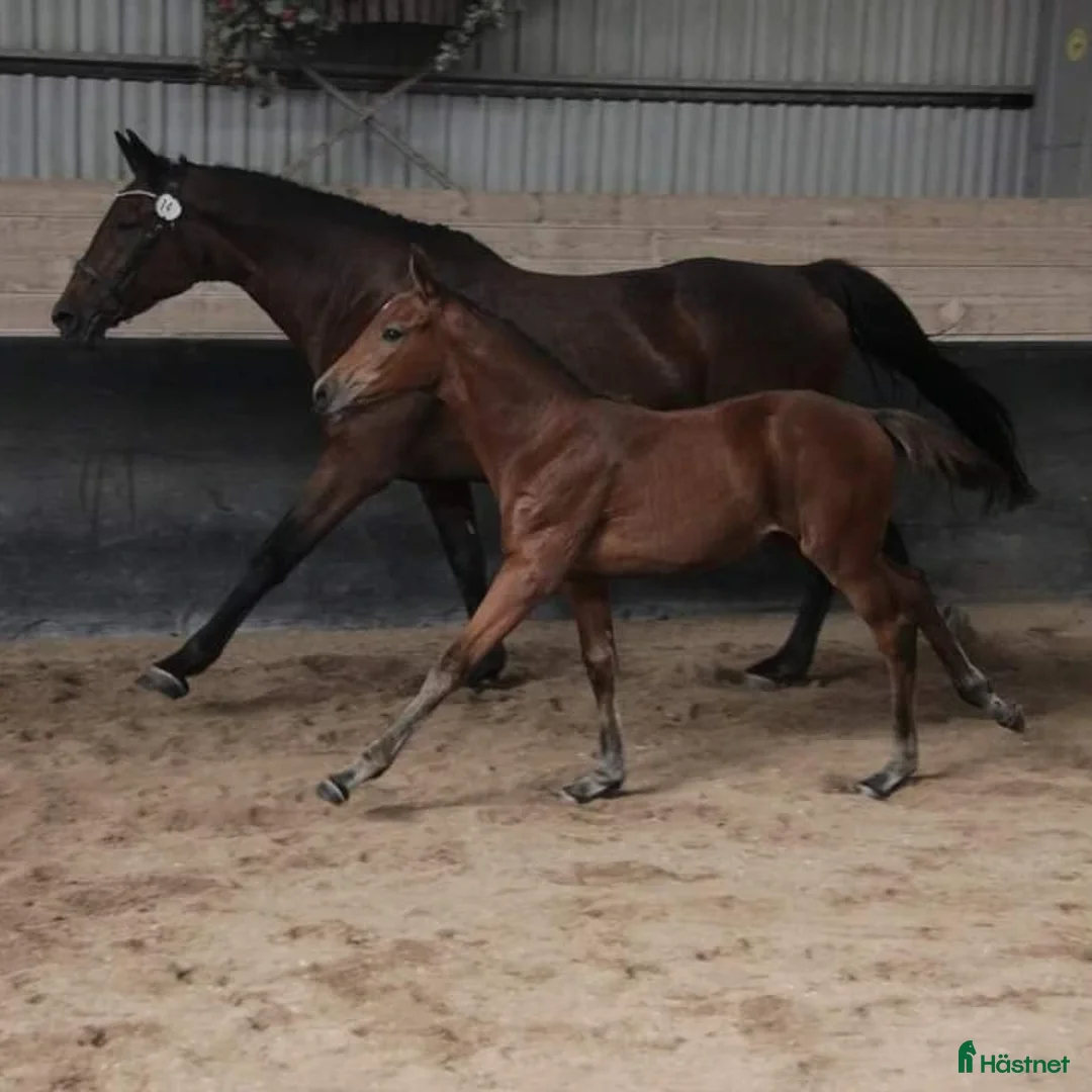Hoppning hästar till salu: Sto född 2024 i Stånga - Annons 2