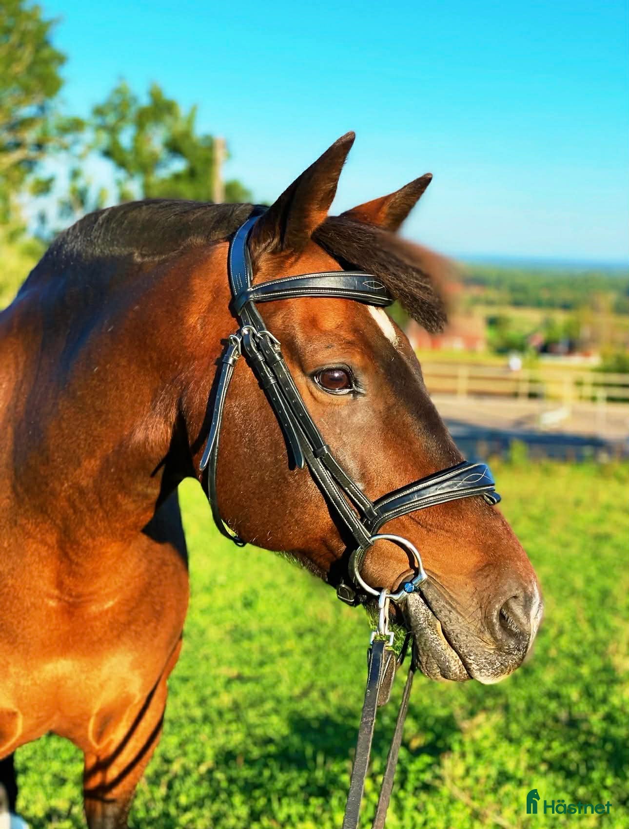  foderhäst Världens bästa ponny för sällskap/promenadridning - Annons 1