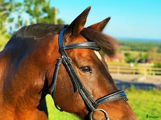 foderhäst Världens bästa ponny för sällskap/promenadridning - Annons 1