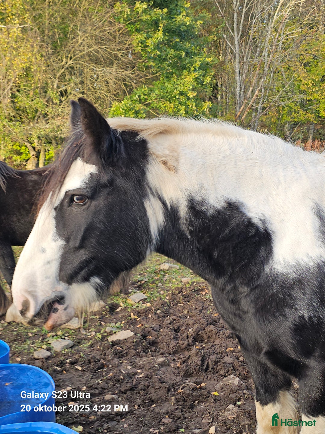 Allround hästar till salu: Tinker/GypsyCob sto  i Unnaryd - Annons 2