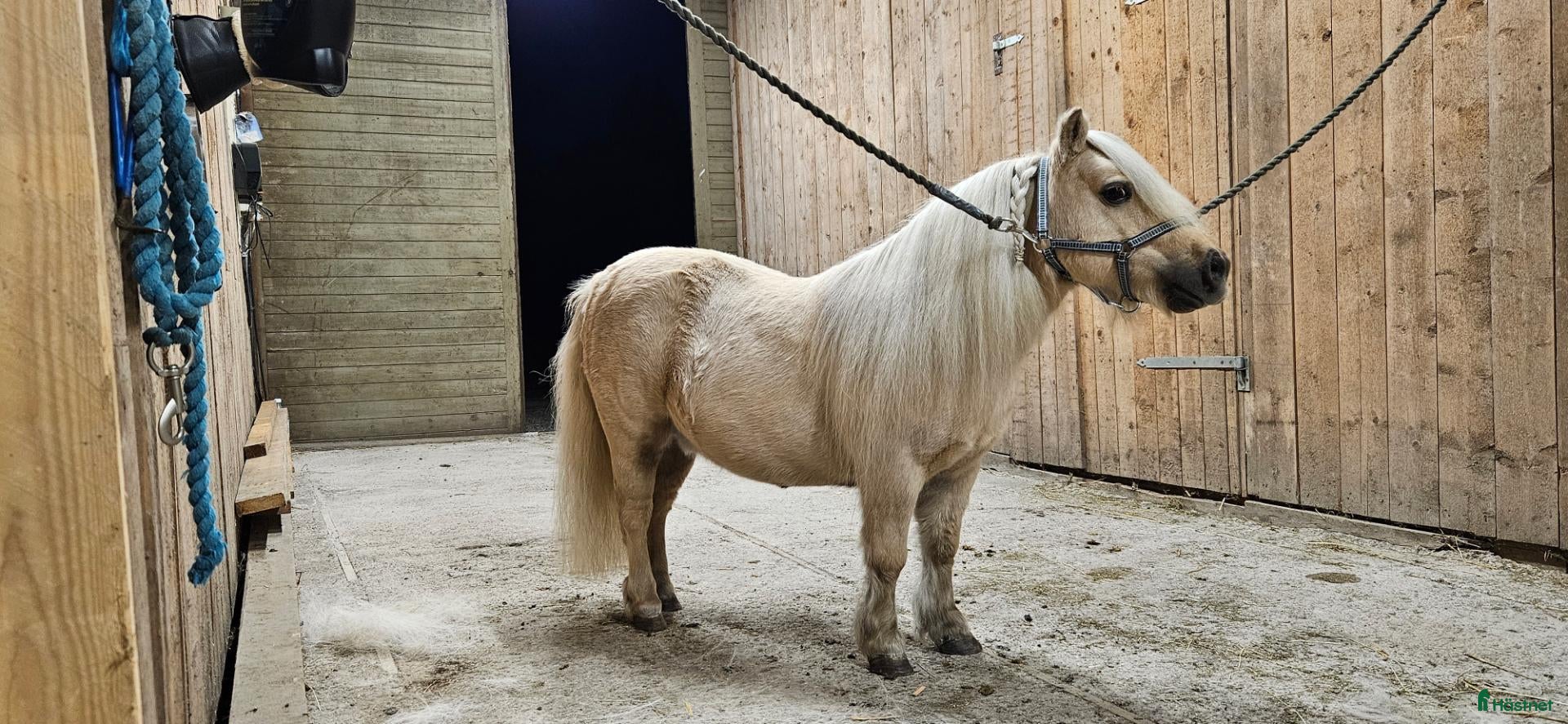  hästar Minishettis valack söker nytt hem - Annons 1
