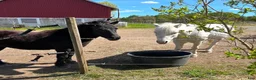 Allround hästar till salu: Pigg och social kille ♥️ - Annons 5