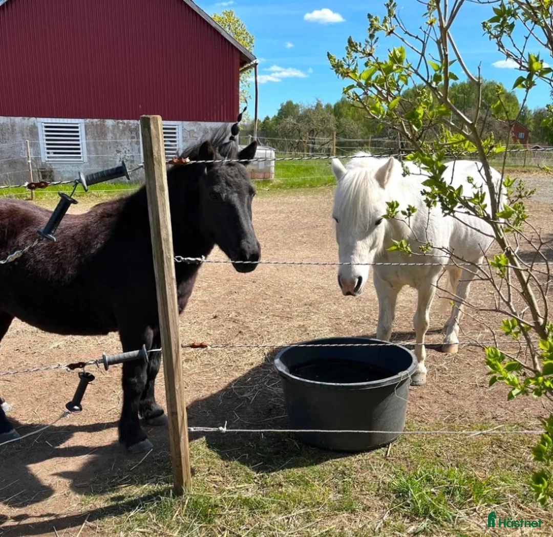 Allround hästar till salu: Pigg och social kille ♥️ - Annons 5