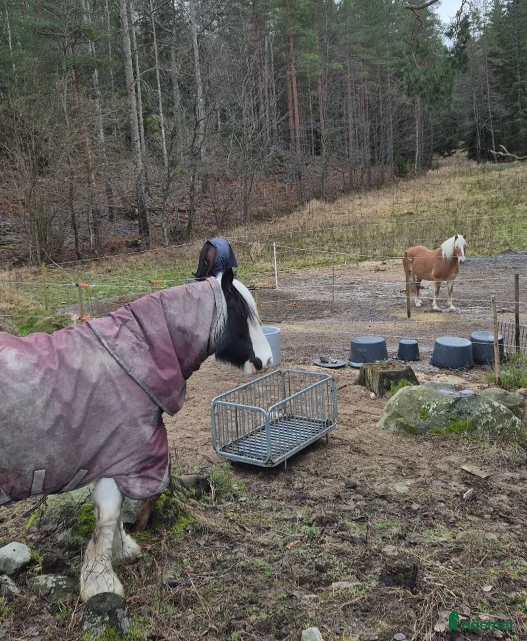  stallplats finnes: Stallplats i Tullinge för lättfödd häst/ponny i Tullinge - Annons 1