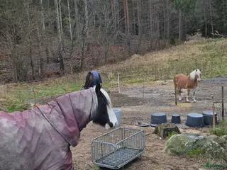 stallplats Stallplats i Tullinge för lättfödd häst/ponny i Tullinge - Annons 5