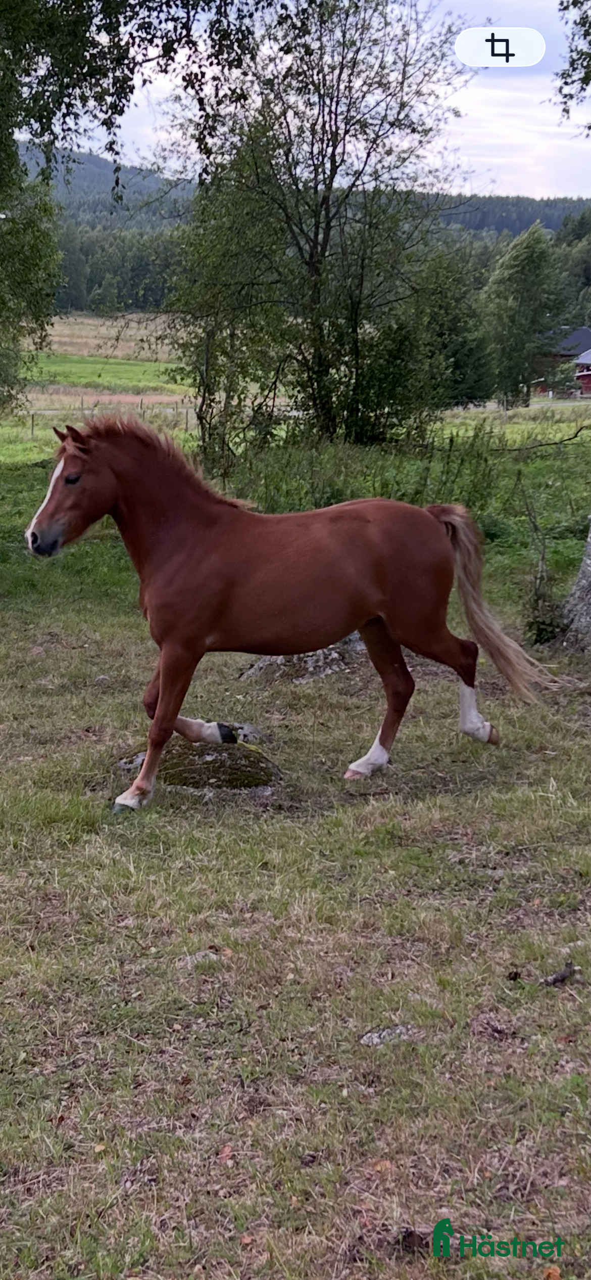  hästar Sockersött Welsh Mountain sto  - Annons 10