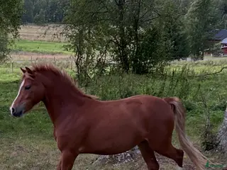 hästar Sockersött Welsh Mountain sto - Annons 10