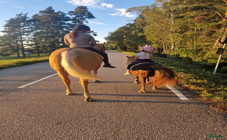  hästar i Stora Mellösa - Annons 11