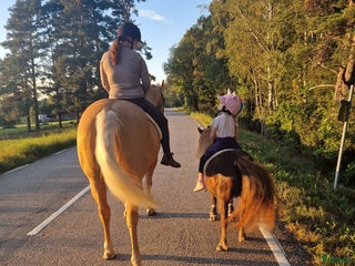 hästar Foderponny sökes - Annons 19