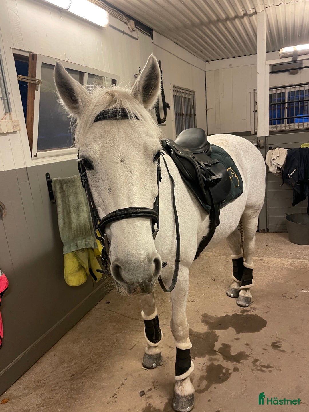  stallplats finnes: Boxplats ledig i litet mysigt stall i Partille - Annons 4