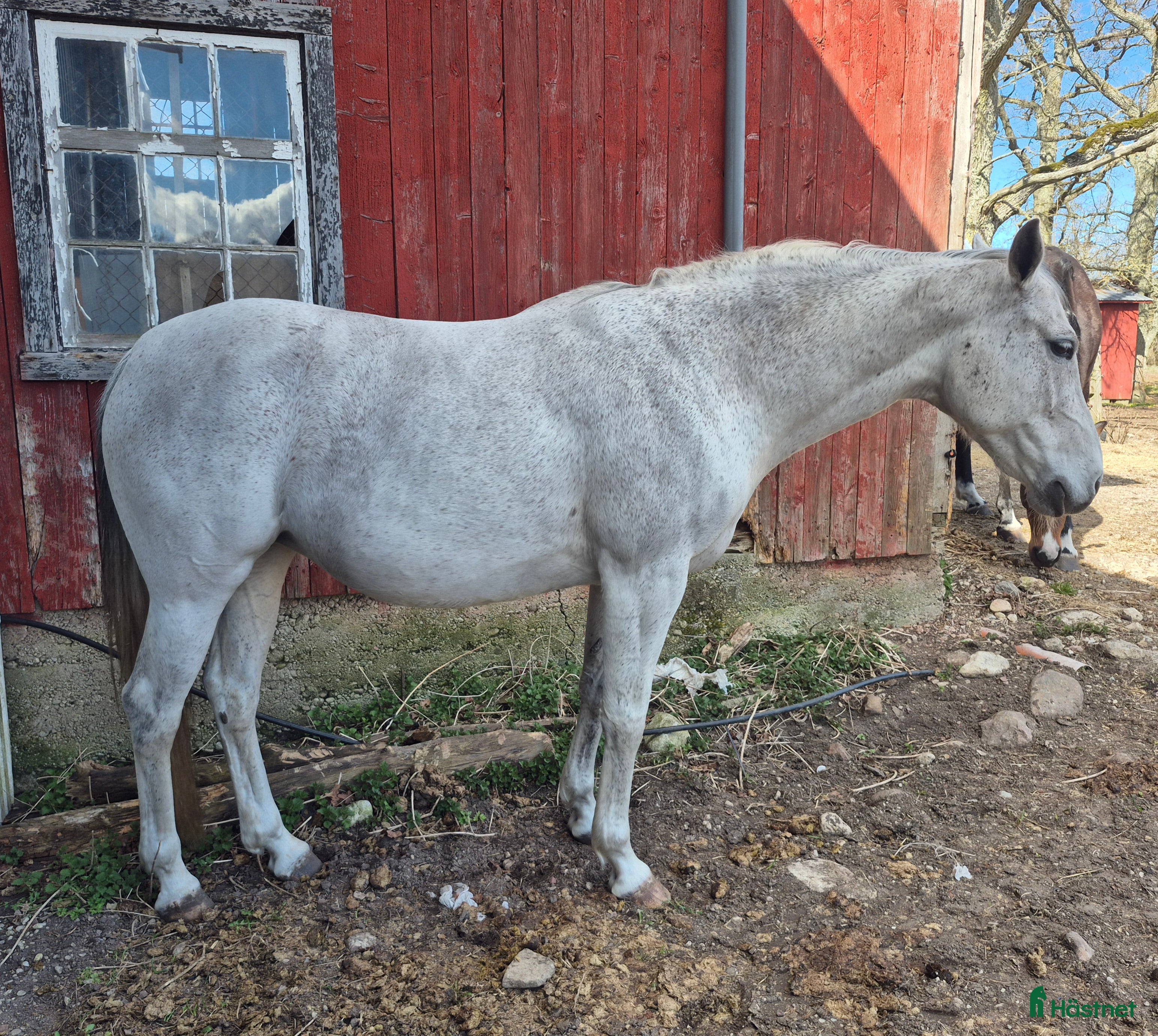  hästar Fölsto e. Quickfeuer V Koekshof-Darnels  - Annons 2