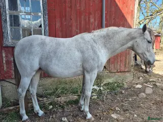 hästar Fölsto e. Quickfeuer V Koekshof-Darnels - Annons 2