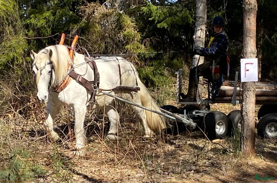 Körning hästar till salu: Bruksnordis 17 år Foder eller köp - Annons 1