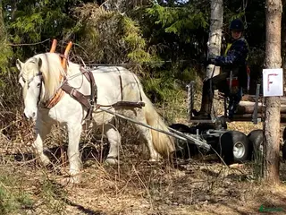 hästar Bruksnordis 17 år Foder eller köp - Annons 1