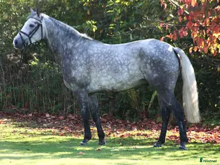 hästar Talangfull 5-årig connemara - Annons 9